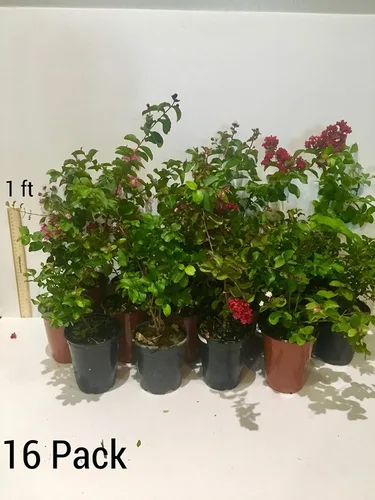 Miniatura 6 de Zuni Crepe Myrtle Trees – Blooms Blancos – Contenedores de cuartos – Sistema de raíces fibras – Crecido por Crape Myrtle Guy – Plantas vivas – 1 pie