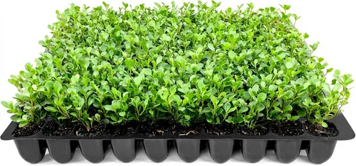 Wintergreen Boj | 3 plantas vivas | Buxus Microphylla | Arbusto de hoja perenne, follaje denso, jardín formal, bajo mantenimiento, seto de