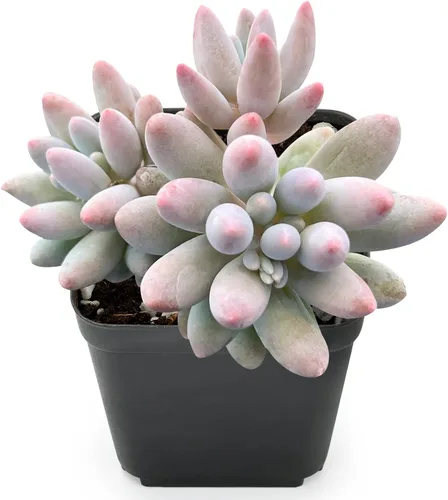 Miniatura 14 de Sprout N Green Echeveria 'Pink Tips', Mini planta suculenta viva totalmente arraigada en maceta de 2 pulgadas, planta de interior para interiores