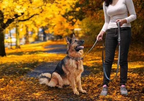 Miniatura 7 de Tuff Pupper Correa reflectante extrema para perros, resistente de doble asa para sostener perros fuertes, refleja para paseos nocturnos seguros