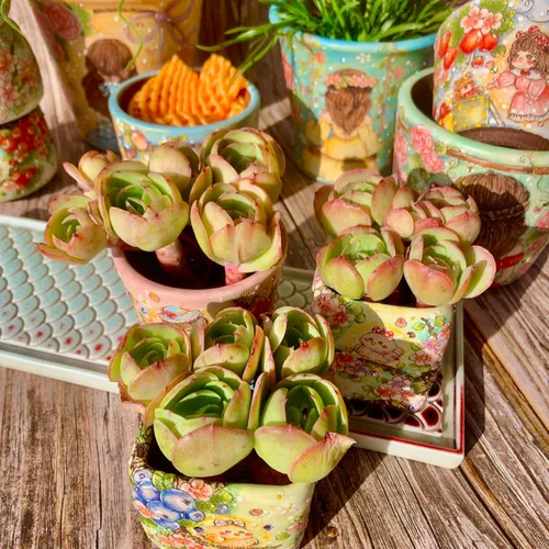 Miniatura 12 de Echeveria - Kit de suculentas de vino tinto y champán, con maceta de plástico, 1 cabeza de planta viva de 2 pulgadas, suelo comprimido y guía
