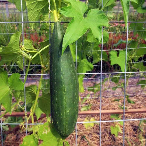 TomorrowSeeds - Esponja Luffa semillas de calabaza - Más de 20 unidades - para plantar 2025 Plato de cocina liso Trapo ancho de pepino polinizado