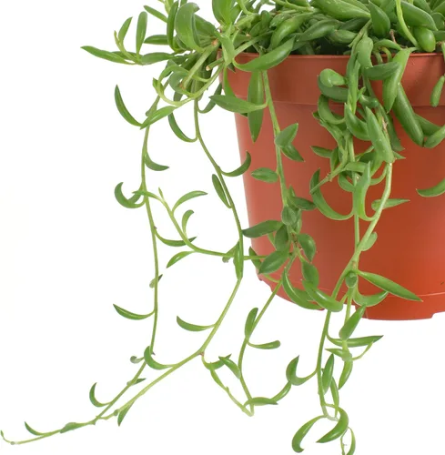 Miniatura 3 de Shop Succulents Cadena de plátanos colgantes suculentas, planta suculenta viva de 6 pulgadas con colgador, planta de interior de bajo mantenimiento