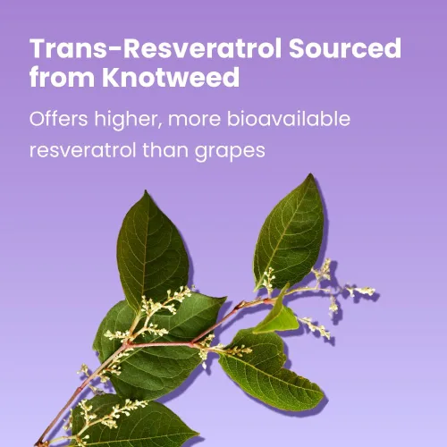 Miniatura 4 de Sanar Naturals Resveratrol 500mg Suplemento de resveratrol trans para un envejecimiento saludable, función cognitiva y salud cardíaca Soporte