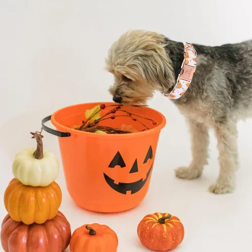 Miniatura 4 de Lionheart Glory Collar de perro ajustable y resistente para perros medianos - Collar de calabaza de otoño/Halloween A: Calabaza de Halloween