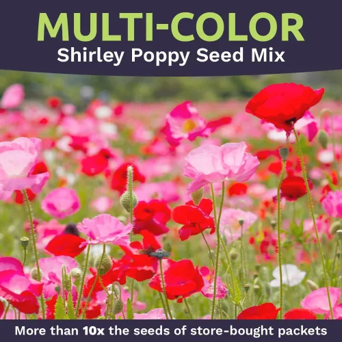 Miniatura 4 de Shirley - Semillas de amapola - Colores mezclados - Paquete extra grande - Más de 200,000 semillas de flores silvestres polinizadas abiertas sin OMG