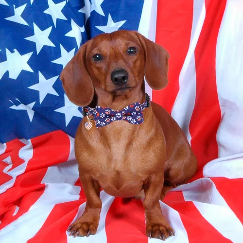 Miniatura 2 de ADOGGYGO Collar de perro con bandera americana con corbatín desmontable, collars patrióticos ajustables del 4 de julio para perros pequeños