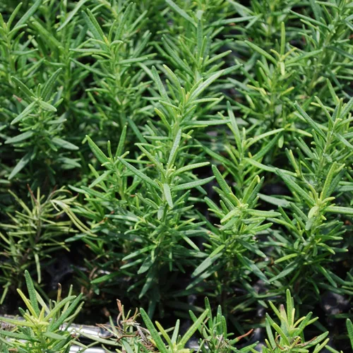 Miniatura 3 de Bonnie Plants Planta aromática comestible de hierbas aromáticas de romero vivo, paquete de 4, perenne en las zonas 8 a 10, ideal para cocinar y asar