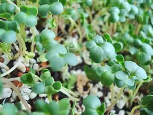 Miniatura 5 de Semillas de brócoli sin OMG para brotar brotes Microgreens (2 onzas de Pure Seed). Marca Country Creek LLC.