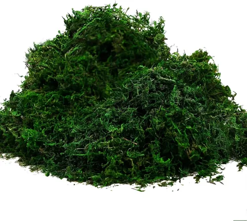 Byher 92926 - Musgo de bosque, verde fresco, 8 onzas (200 pulgadas cúbicas)