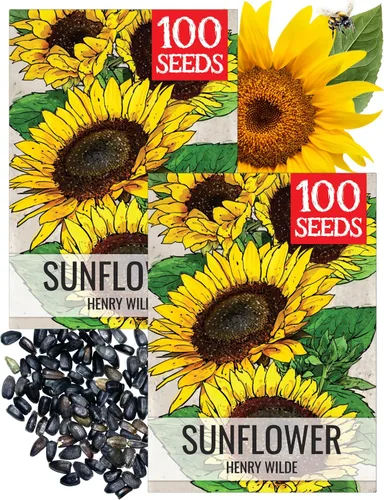 Miniatura 49 de Seed Needs Semillas de girasol para plantar girasoles de manchas solares enanas, semillas de flores de corte anual de polinización abierta