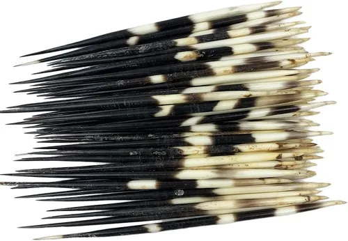 Miniatura 5 de Heyiwell 10 plumas de puercoespín blanco real de aproximadamente 4 pulgadas de largo