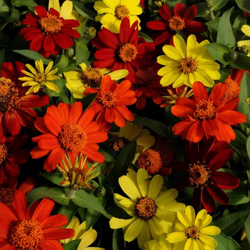 Miniatura 7 de Outsidepride - Zinnia Elegans, 50 semillas anuales, Marylandica Zahara Bonfire Flower Seed Mix, mezcla de semillas de flores para plantar