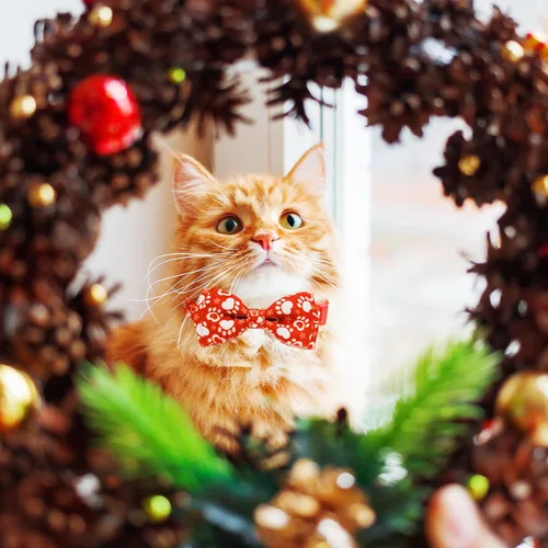 Miniatura 7 de Paquete de 2 collares de gato de Papá Noel de Navidad con patas de invierno y copo de nieve con pajarita y campana, lindo collar de gatito navideño