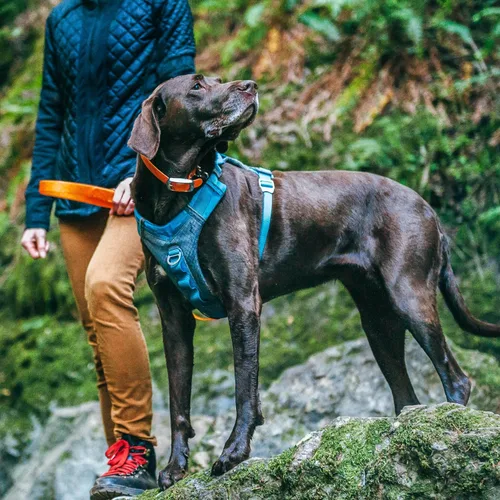 Miniatura 5 de Arnés para perro Kurgo Journey Air - Ajuste seguro para perros activos - Pecho acolchado - Tela ligera Ripstop - Malla transpirable - Ribete Azul