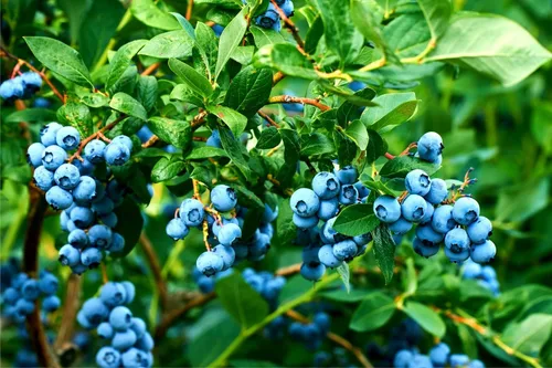 Semillas de arándanos para plantar más de 250 años: arándano Northern Highbush (Vaccinium corymbosum), cultivo de arbustos de bayas dulces, semillas