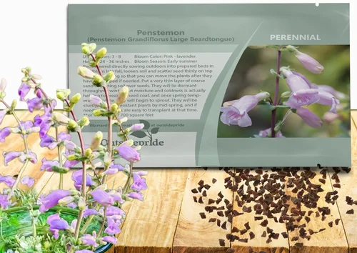 Outsidepride Semillas Penstemon de lengua de barba de hoja de concha para plantar, 2000 semillas de flores perennes con flores aromáticas en forma