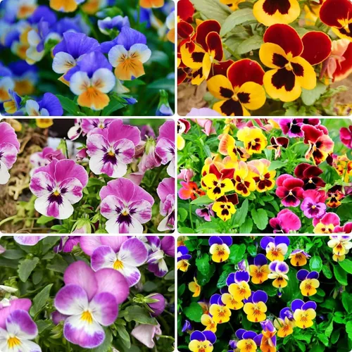 Miniatura 4 de 1000 semillas de viola tricolor (pensamiento), flores brillantes y de fácil germinación para camas de jardín, macetas de patio y paisajismo