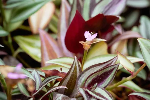 Miniatura 2 de 9 esquejes judíos errantes morados, 4 inc. a 6 inc. de altura, planta Tradescantia Zebrina, planta Inc, sin raíz