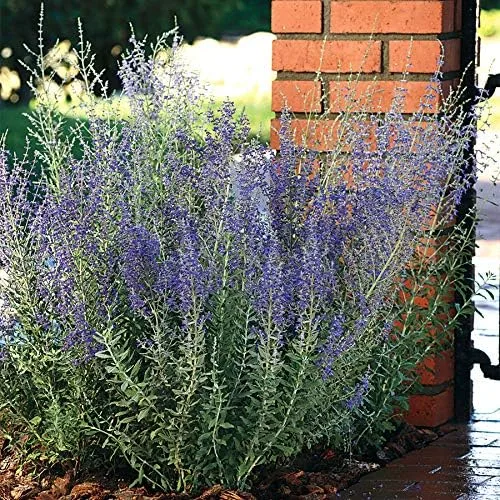 Miniatura 2 de Park Seed Semillas de plantas de hierbas de salvia, fáciles de cultivar, variedad de colores, jardín de primavera, ruso de acero azul, paquete de 10