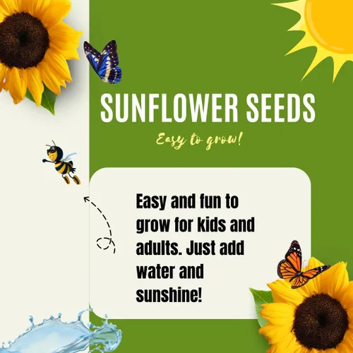 Miniatura 5 de Semillas de girasol de mamut para plantar, para plantar alrededor de 500 girasoles gigantes, paquete a granel de semillas de girasol, semillas