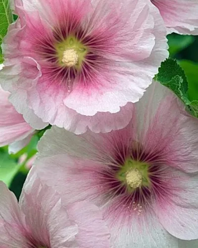 25 semillas de Hollyhock de rubor perenne, flores de semillas de jardín