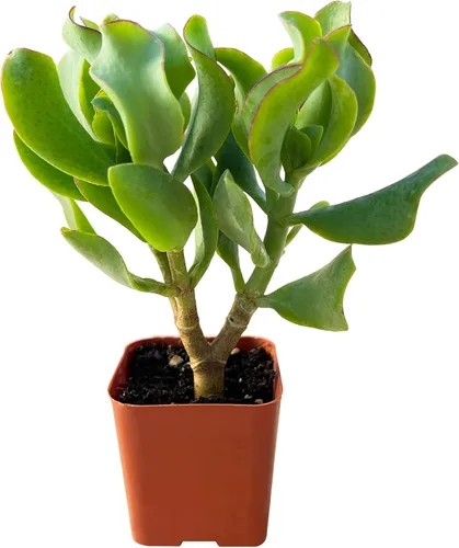 Miniatura 14 de Sprout N Green Pachyphytum compactum, 1 planta suculenta viva totalmente enraizada en macetas de 2 pulgadas con mezcla de tierra, planta de casa