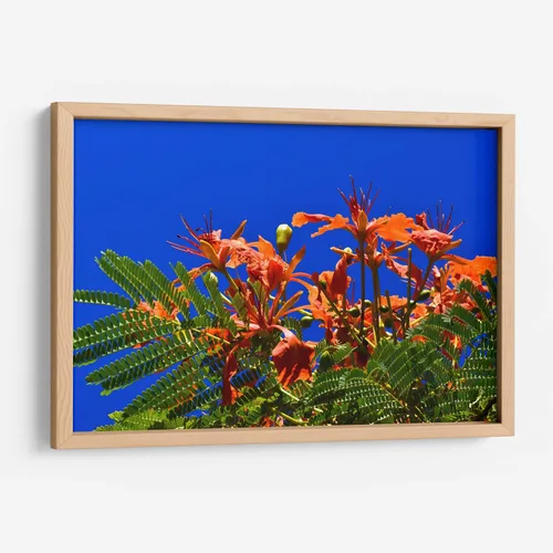 Miniatura 11 de Canvas Lab Lienzo decorativo para pared Árbol Flamboyan, Cancún por el artista Luis Velasco – Tamaño: 12 x 8 in - Tema: Botánico, Floral,Naturaleza