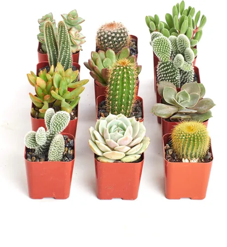 Miniatura 2 de Crasa y cactus de Shop Succulents