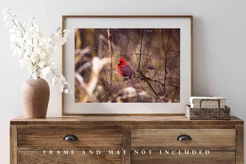 Miniatura 4 de Nature Photography Print (Not Framed) Picture of Red Cardinal Sitting on Branch Surrounded by Raindrops on Winter Day in Oklahoma Bird Wall Art