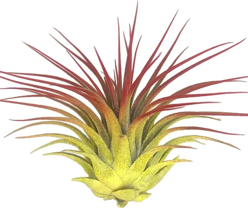 Miniatura 8 de Planta de aire Rainbow Tillandsia, planta de aire Tillandsia, planta de aire, purificación de aire, planta de casa, decoración y regalo