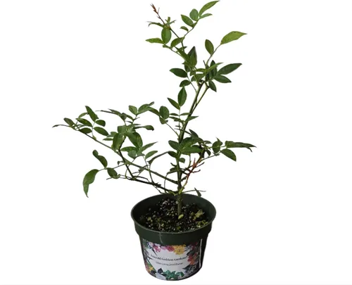 Miniatura 4 de Rosa Ducher Antigua Raíz Propia Heirloom Jardín Antiguo Rosal Planta Viva, Flor Doble Blanca, Fragante, 4 pulgadas, Tamaño Inicial Maceta