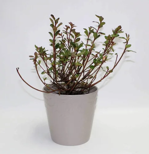 Athena's Garden Planta de azalea viva hino-carmesí 1G, totalmente enraizada con tierra en maceta de cerámica premium incluida en el cultivador con