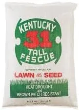 Kentucky 31 Festuca 10 LB