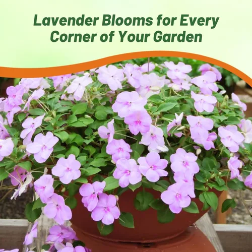 Miniatura 5 de Outsidepride 200 Semillas Impatiens Plant Lavender Shade Garden Flower Seeds para plantar