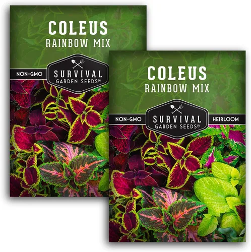 Miniatura 10 de Rainbow Mix Coleus Semillas para plantar, jardín de sombra anual, 1 paquete Indoor & Outdoor Plant with Colorful Foliage for Containers