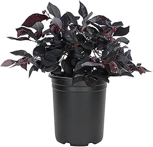 Loropetalum Carolina Midnight | 12 plantas de tamaño de cuarto de galón vivo | Chinensis Rubrum | Colorido árbol arbusto de seto floreciente