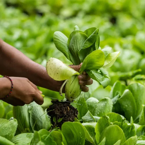 Miniatura 3 de Pak Choi (Bak Choi) (100 semillas)