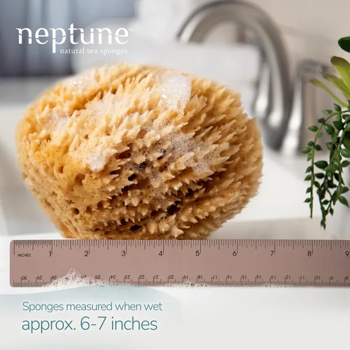 Miniatura 2 de Neptune - Esponja de mar caribeño para cara y cuerpo, grande de aproximadamente 6 a 7 pulgadas, esponja de baño ultrasuave, ecológica y biodegradable