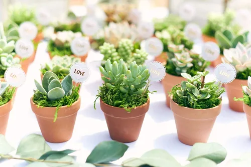 Miniatura 6 de Crasa y cactus de Shop Succulents