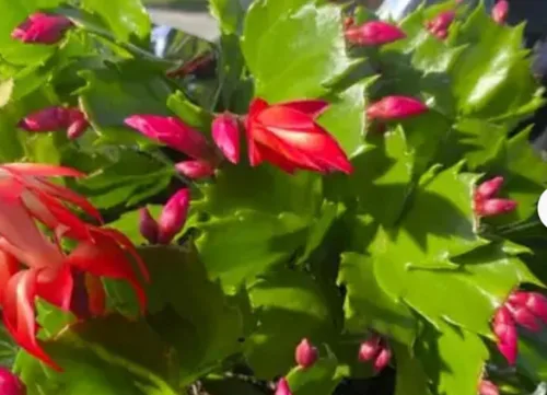 Planta viva de cactus de Navidad rojo de 2 pulgadas. (Verde verdadero)