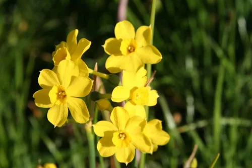 Miniatura 8 de Mantequilla y huevos de narciso/10 bulbos de narciso frescos saludables que producen flores amarillas dobles tradicionales en marzo por The Southern