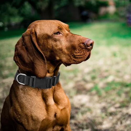 Miniatura 2 de Paquete de 4 collares de nailon para perros, collar clásico ajustable para perros pequeños, medianos y grandes, M (negro, azul, rojo, morado)