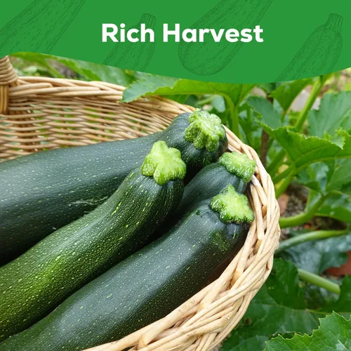 Miniatura 5 de Semillas de Calabacín para Plantar - 45 Semillas de Calabaza de Verano Black Beauty - Sin OGM, Paquete de Semillas de Vegetales Reliquia para Jardín