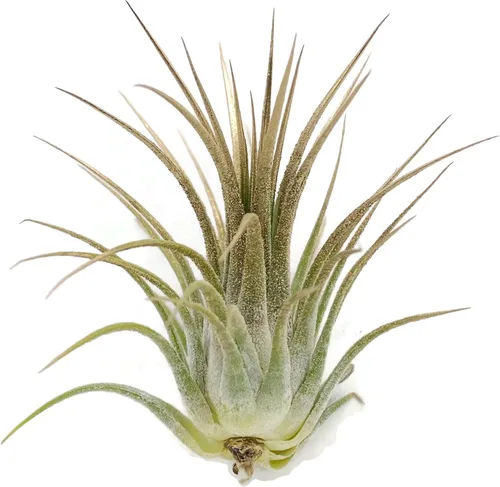 Miniatura 16 de Planta de aire Tillandsia Ionantha de Guatemala, planta de aire viva Tillandsia de Guatemala, llegada saludable garantizada, excelente planta de Azul