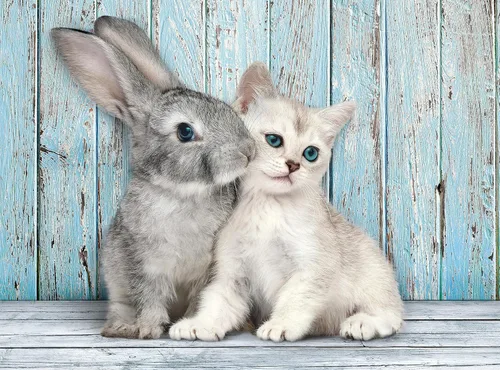 Miniatura 2 de Clementoni Cat & Bunny - Rompecabezas de 500 piezas