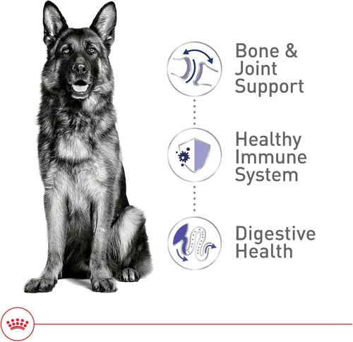 Miniatura 4 de Royal Canin Size Health Nutrition Alimento Seco para Perros Adultos de Raza Grande, Bolsa de 30 lb