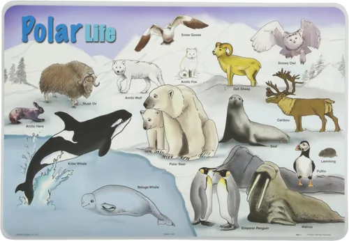 Miniatura 8 de Painless Learning Popular Birds - Mantel individual, tamaño grande