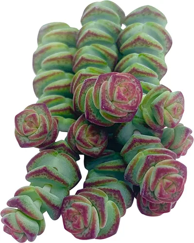 Miniatura 20 de Tallos de Suculentas Vivas (3 Sedum Morganianum Colas de Burro), Plantas Suculentas Vivas, Planta Suculenta SIN Raíces, Plantas de Casa Vivas