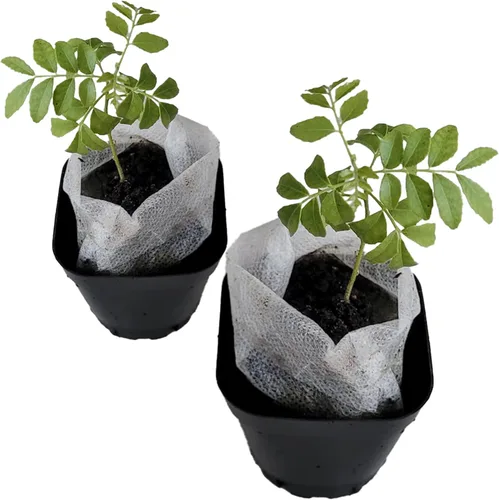 Miniatura 30 de Hoja de laurel mediterránea, planta viva de laurel de laurel. Variedad estándar - Laurus Nobilis. Planta viva. Fragante, fresca, comestible. Lo
